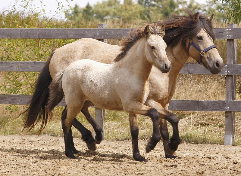 Teitur von Heidmoor.jpg